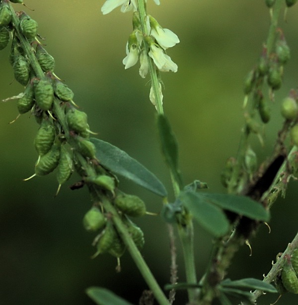 Trigonella alba (=Melilotus albus) / Meliloto bianco